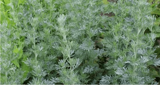 Wormwood από παράσιτα